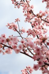 桜　サクラ　さくら