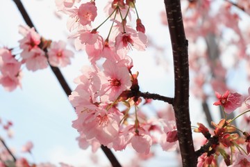 桜　サクラ　さくら