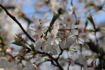 桜　サクラ　さくら