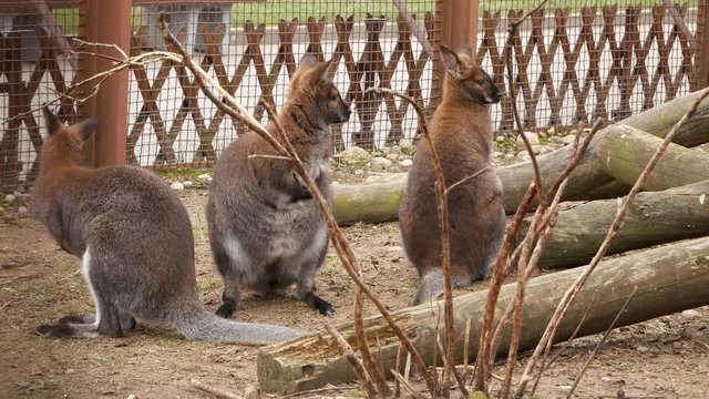 Kingourou are sitting in the aviary of the zoo.