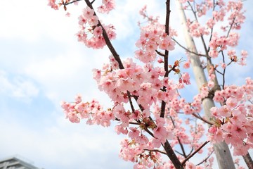 桜　サクラ　さくら