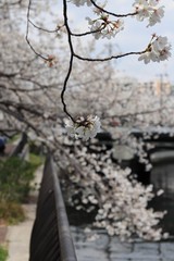 桜　サクラ　さくら