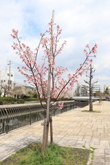 桜　サクラ　さくら