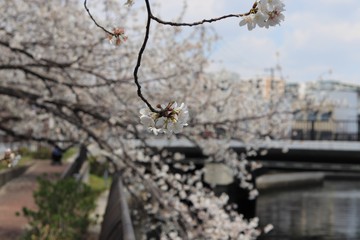 桜　サクラ　さくら