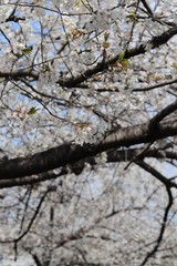 桜　サクラ　さくら