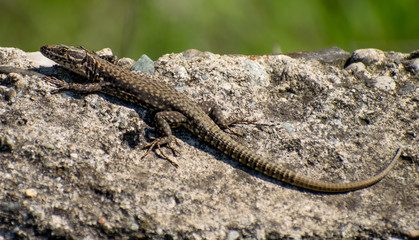Naklejka na ściany i meble the lizard sits on a rock and warms up in the sun in the first days of spring