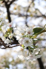 桜　サクラ　さくら