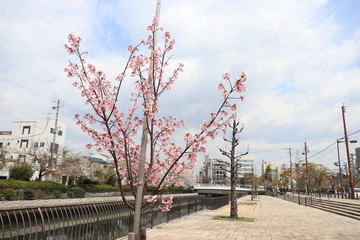 桜　サクラ　さくら