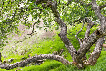 Obraz premium California buckeye (Aesculus californica) tree with twisted branches growing on the hills of Calero County Park, South San Francisco bay area, California