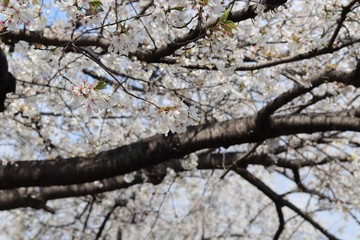 桜　サクラ　さくら