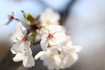 桜　サクラ　さくら
