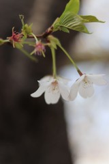 桜　サクラ　さくら