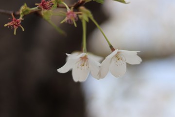 桜　サクラ　さくら