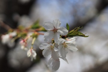 桜　サクラ　さくら