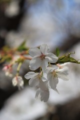 桜　サクラ　さくら