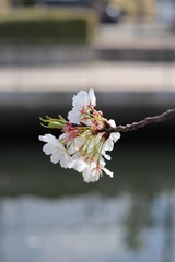 桜　サクラ　さくら