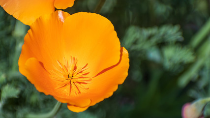Close up of California Poppy (Eschscholzia californica) growing on a meadow, San Jose, South San...