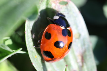 草に止まるナナホシテントウ