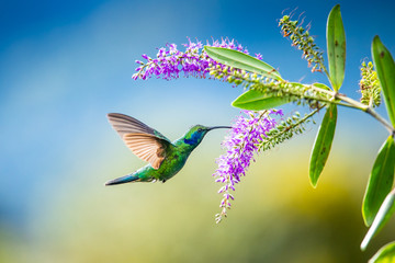 Blue hummingbird Violet Sabrewing flying next to beautiful red flower. Tinny bird fly in jungle. Wildlife in tropic Costa Rica. Two bird sucking nectar from bloom in the forest. Bird behaviour © vaclav