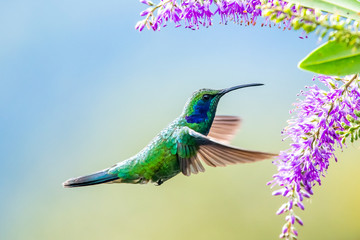 Obraz premium Blue hummingbird Violet Sabrewing flying next to beautiful red flower. Tinny bird fly in jungle. Wildlife in tropic Costa Rica. Two bird sucking nectar from bloom in the forest. Bird behaviour