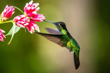 Tuinposter Blauwe kolibrie Violet Sabrewing vliegt naast mooie rode bloem. Blikkerige vogel vliegt in de jungle. Dieren in het wild in tropisch Costa Rica. Twee vogels zuigen nectar van bloei in het bos. Vogel gedrag © vaclav