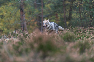Fototapeta premium Lone wolf running in autumn forest Czech Republic