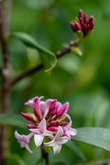 Pink flowers of Daphne odora Zuiko Nishiki