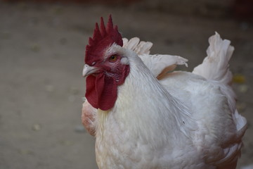 Image of a white rooster captured at Sundarvan Zoo, Ahmedabad. 