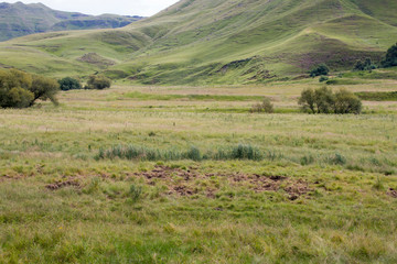 Obraz premium Different Grasses in Meadow Bordered by Trees