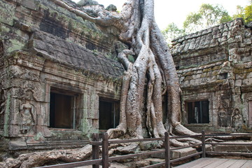 Ta Prohm temple ruins hidden in jungle