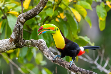 Ramphastos sulfuratus, Keel-billed toucan De vogel zit op de tak in een mooie natuur in de natuur van Costa Rica