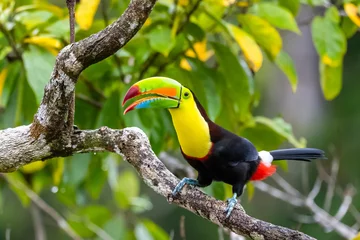 Wall murals Toucan Ramphastos sulfuratus, Keel-billed toucan The bird is perched on the branch in nice wildlife natural environment of Costa Rica