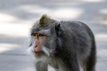 Closeup of Balinese Long Tailed Monkey (Macada fascicularis), walking on all fours, looking forward. White and gray backgound. In Ubud, Bali, Indonesia. 