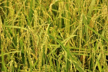 Selective focus of golden-green rice field.