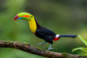 Ramphastos sulfuratus, Keel-billed toucan De vogel zit op de tak in een mooie natuur in de natuur van Costa Rica