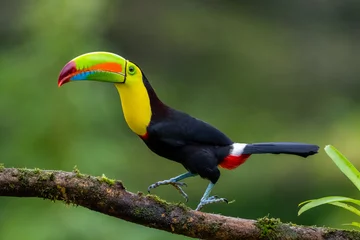 Zelfklevend Fotobehang Toekan Ramphastos sulfuratus, Keel-billed toucan De vogel zit op de tak in een mooie natuur in de natuur van Costa Rica