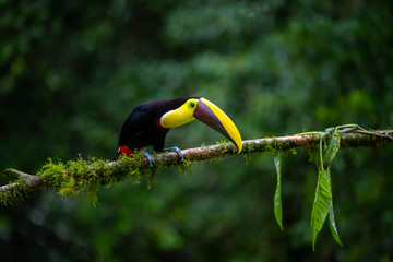 Ramphastos sulfuratus, Keel-billed toucan The bird is perched on the branch in nice wildlife natural environment of Costa Rica