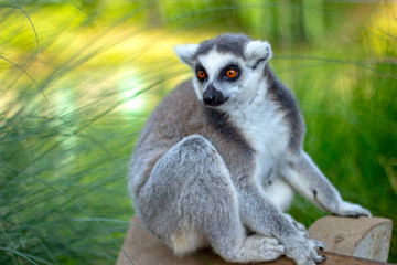 Beautiful Ring-Tailed Lemur enjoys sunset while sitting on park bench