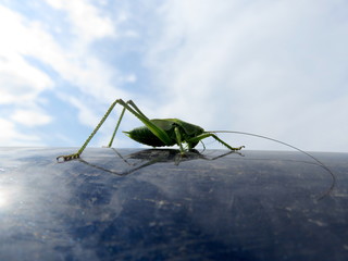 Locusts on the hood of the car.