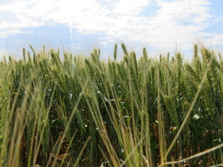 Green ears of cereals ripen under the southern sun.