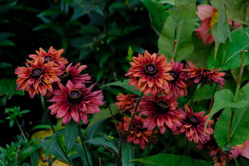 鮮やかな花々＿ガザニア