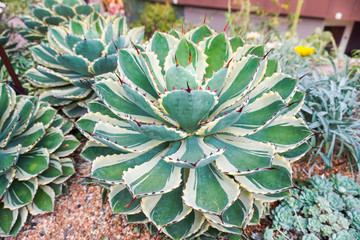 Greenery, close up shot on a group of succulent plants that grow on soil and gravel or small rock...