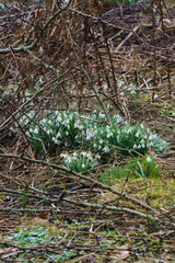 Snowdrops in the forest in the early spring. Wild flowers on the meadow.