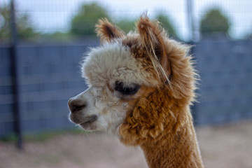 Close-Up of a Baby Alpaca with white and brown fur