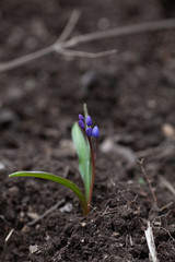 purple snowdrop in spring forest, the first flowers on a background of the earth