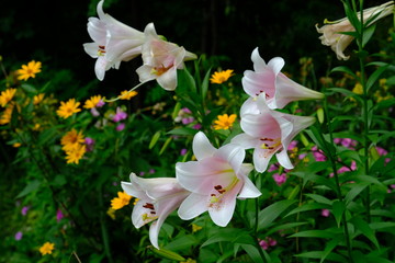 白い大輪の花＿ササユリ