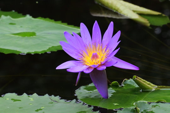 319 Best 熱帯スイレン Images Stock Photos Vectors Adobe Stock