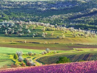 Fields, forest and wild flowers