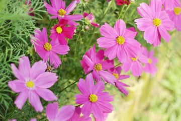 Fototapeta na wymiar Beautiful cosmos flower blooming in the garden with blurred background.