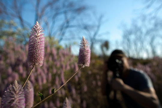 Defocused of photographer taking picture of a beautiful Mulla mulla native wildflowers in winter flowering season blooming at early morning sunrise in the Pilbara region Perth Western of Australia